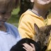 Young Farmers Area: feed our rabbit and collect the egss